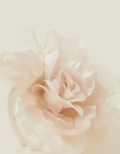 Accessorize Oversized Corsage Headband